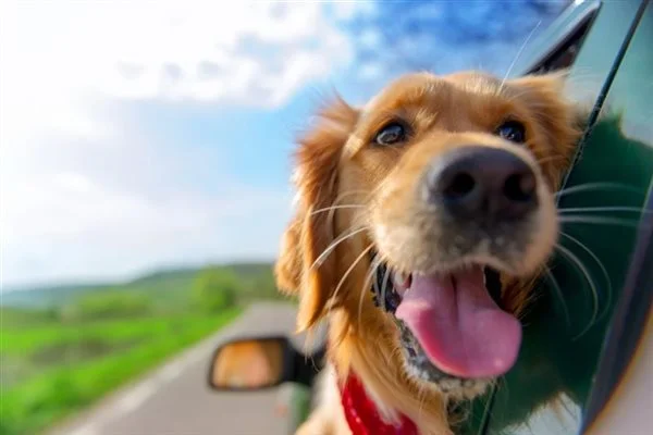 Chiens acceptés — parce que ce sont des membres de la famille