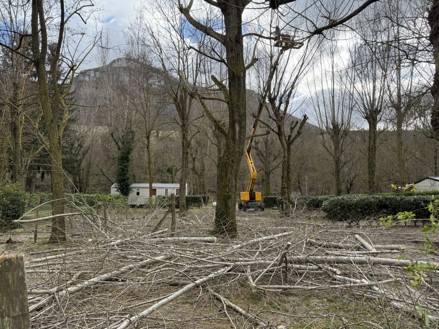 Élagage et entretien des arbres du camping